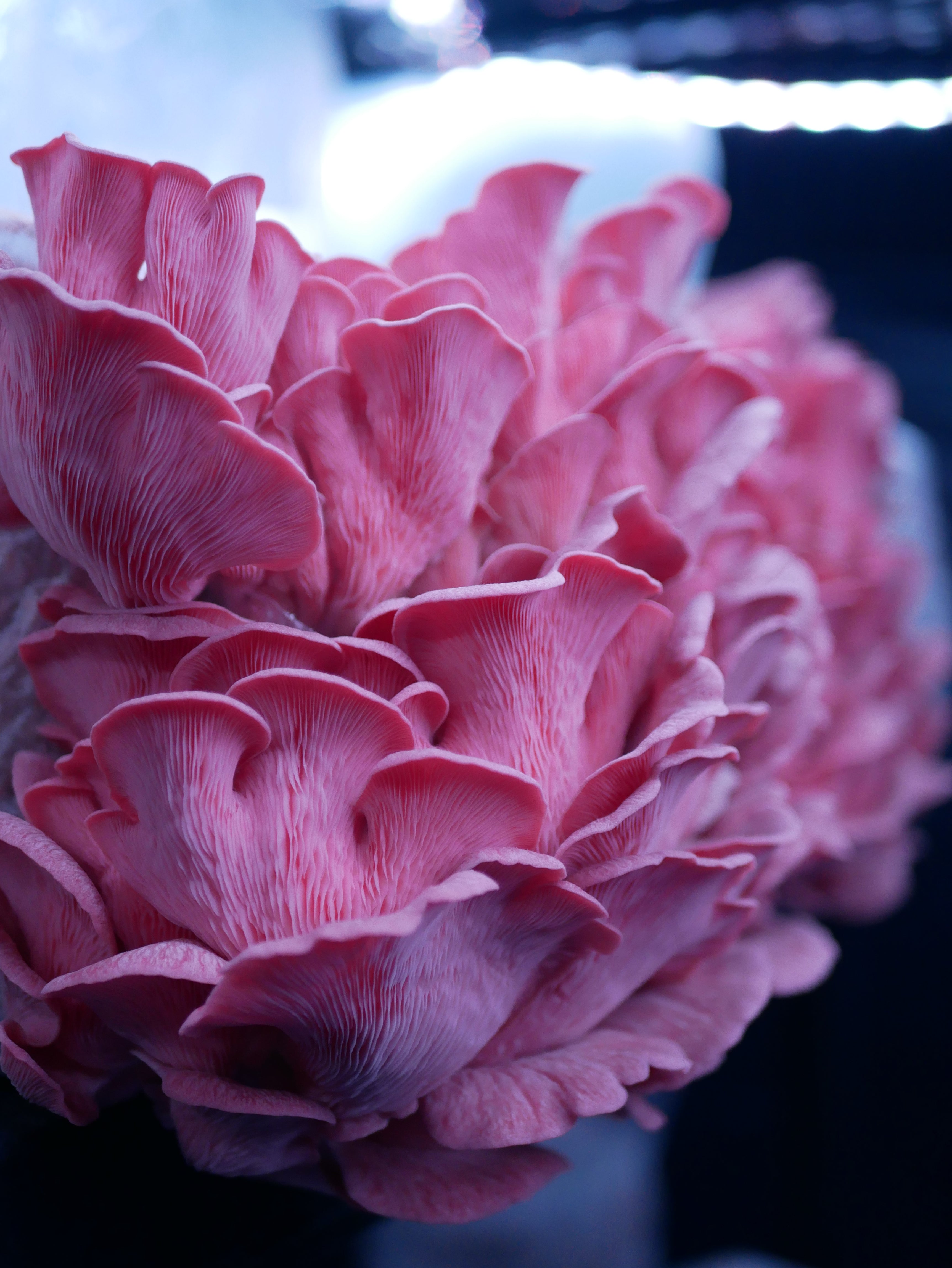 Mushroom Farm | Grow Kits and Mushroom Farming
– minimushroomfarms.com