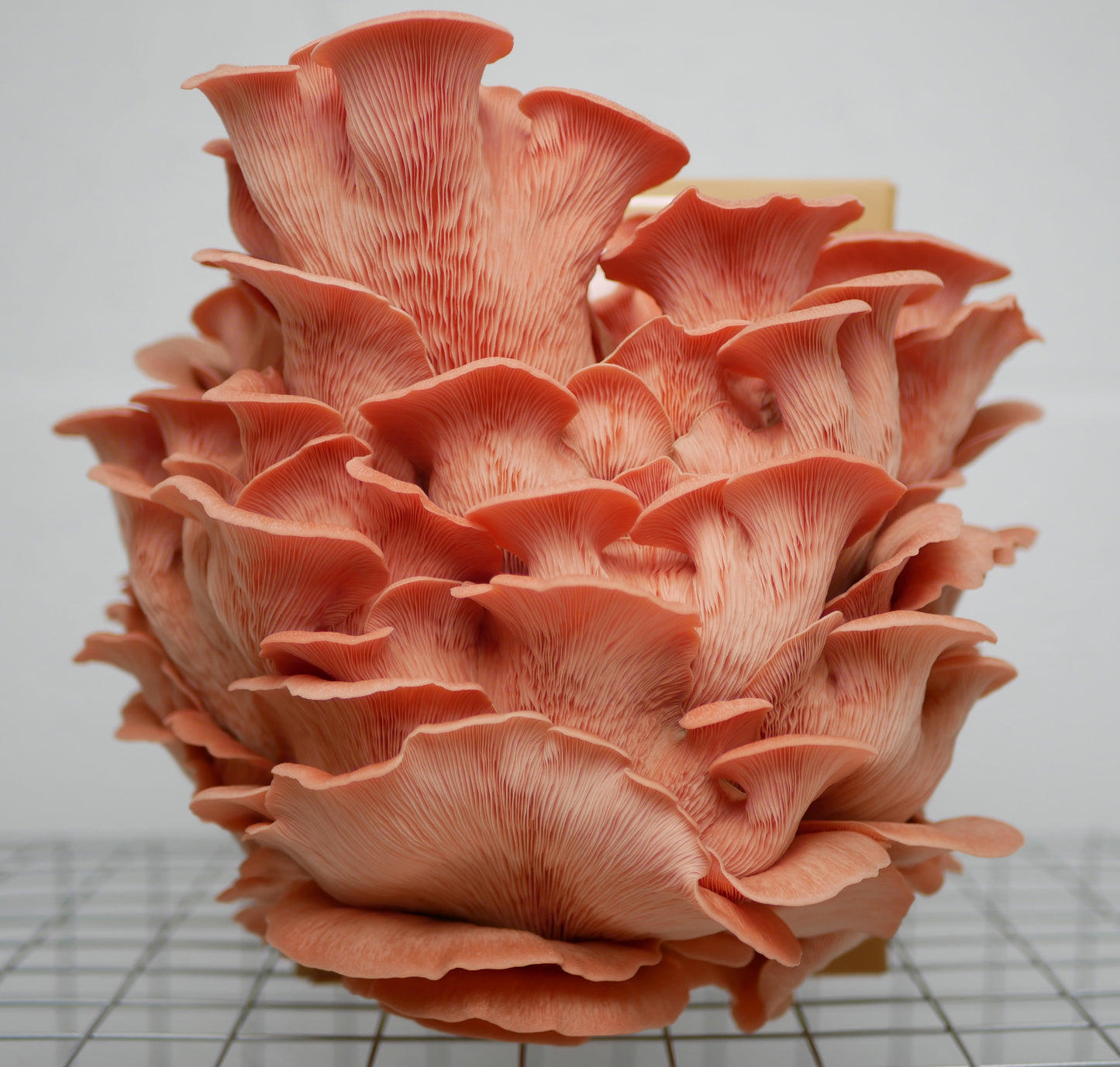Kit de culture Pleurote rose
