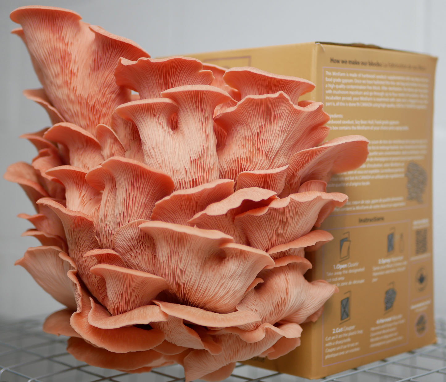 Kit de culture Pleurote rose