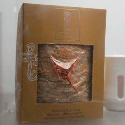 Kit de culture Pleurote rose