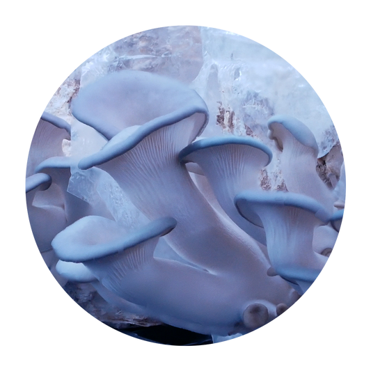 Huître bleue du Nevada