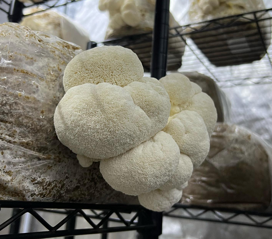 Lion's mane mushroom