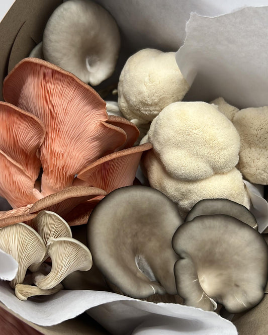 Coffret de mélange frais