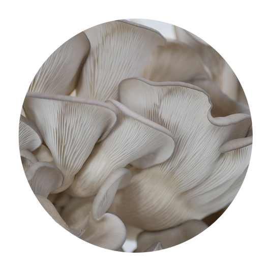 Nevada Blue Oyster