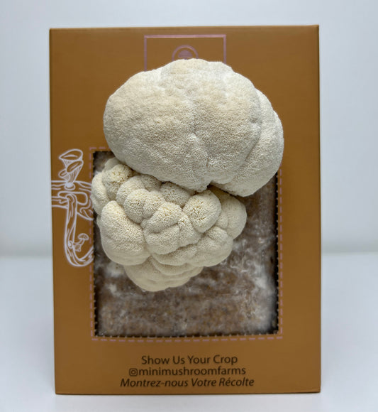 Lion's Mane Grow Kit