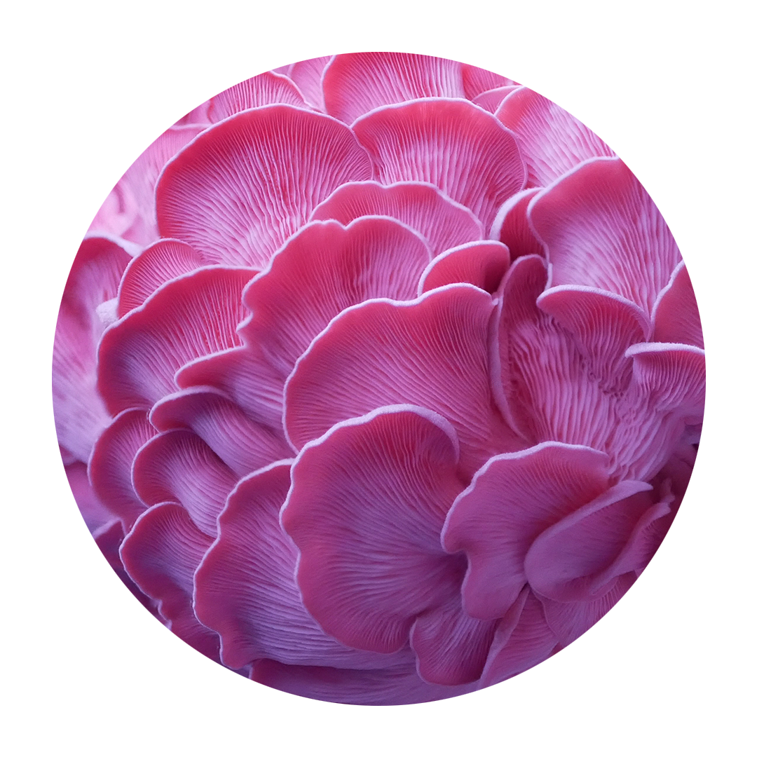 Pink Oyster