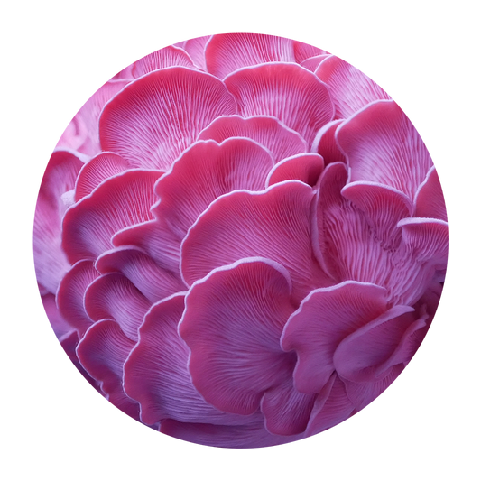 Pink Oyster