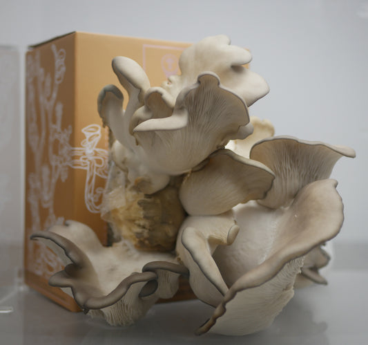 Nevada Blue Oyster Grow Kit