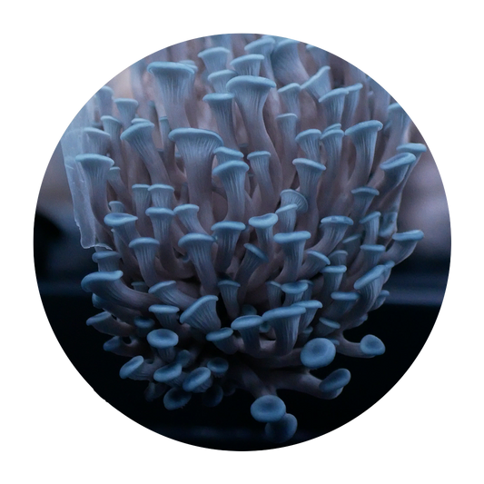 Huître bleue
